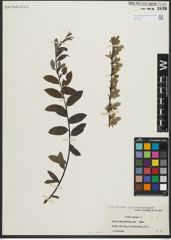 Foto von Salix repens subsp. repens L.